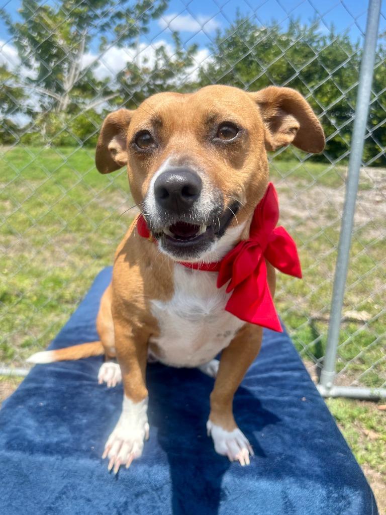 Enlarge Reilly, a Adoptable mixed breed in Cape Coral, FL image 3/6