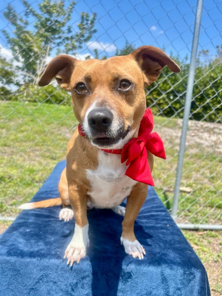 Enlarge Reilly, a Adoptable mixed breed in Cape Coral, FL image 5/6