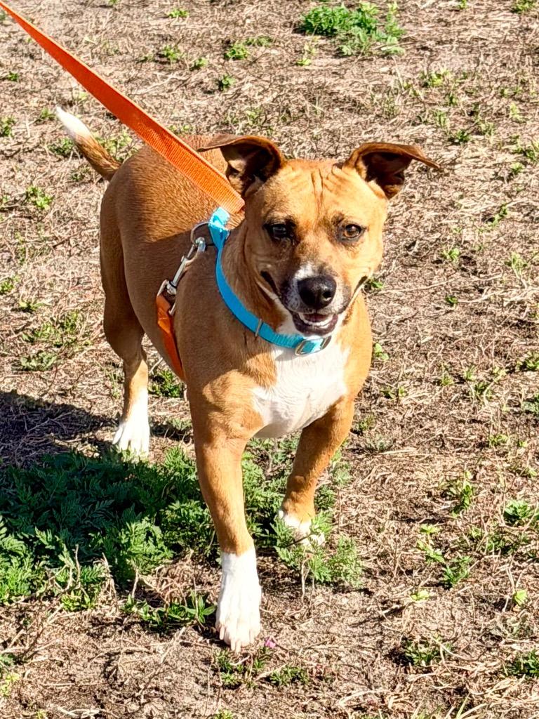 Enlarge Reilly, a Adoptable mixed breed in Cape Coral, FL image 6/6