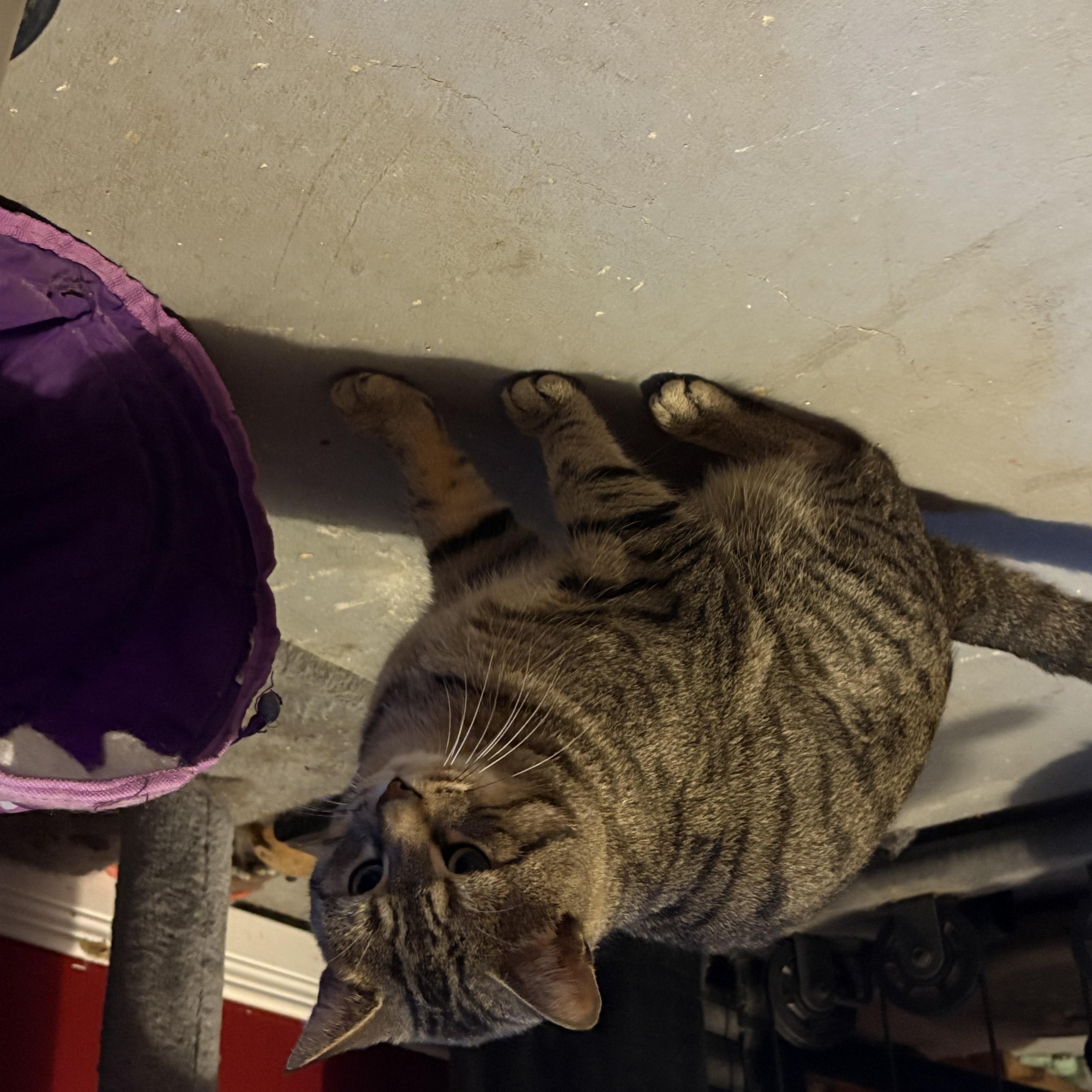 Elliot & Rocket photo 2