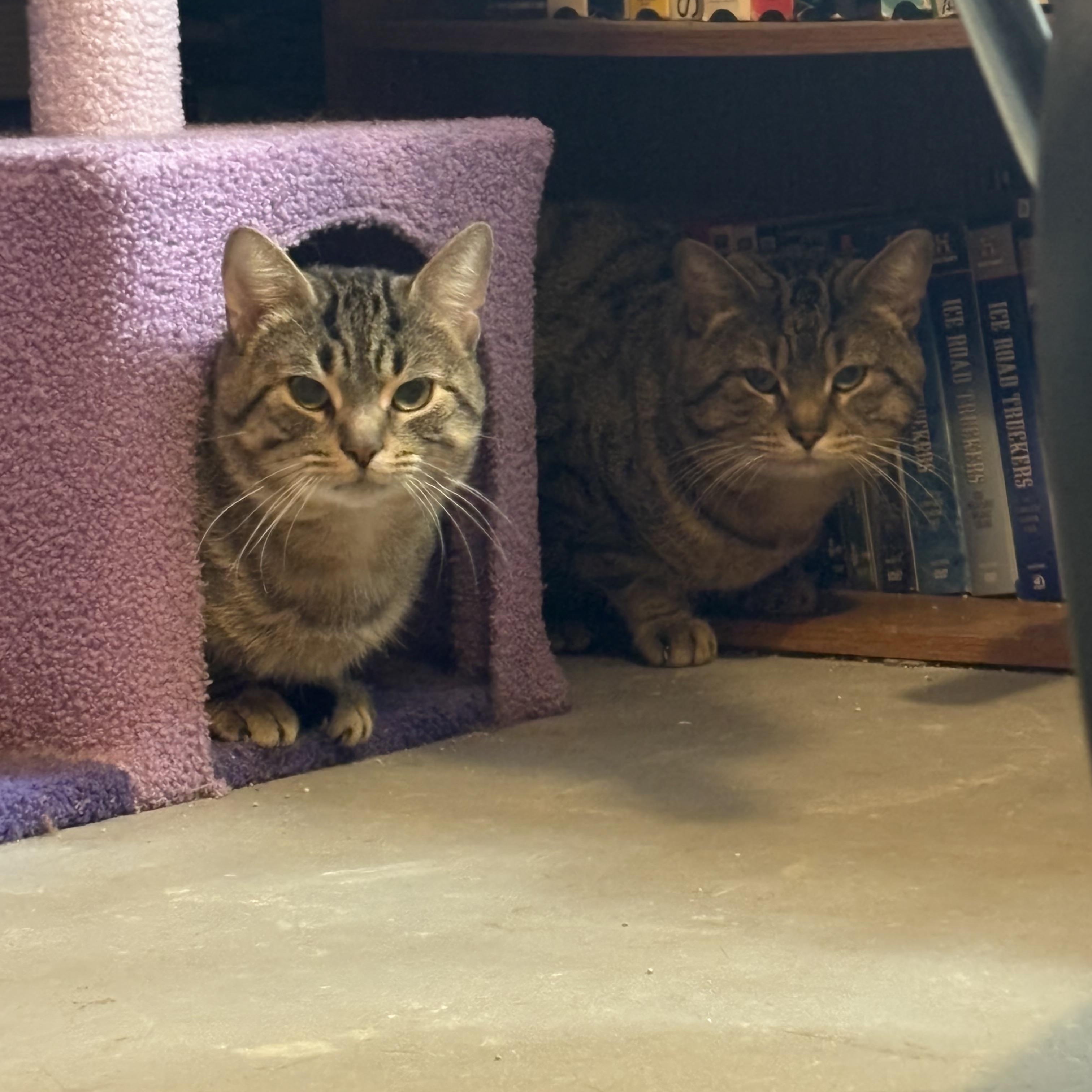 Elliot & Rocket, Young Male unknown