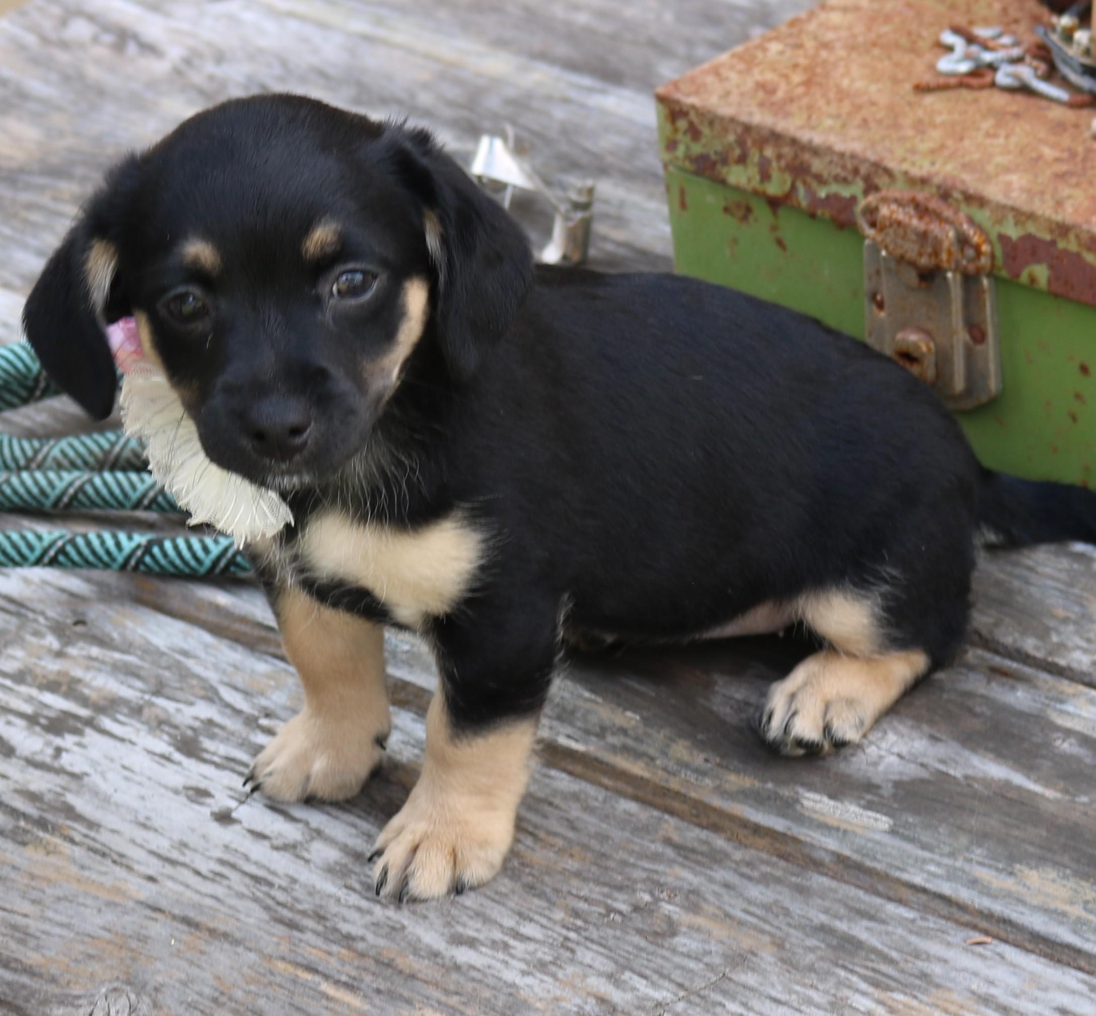 Enlarge Paco, an adopted mixed breed in Bandera, TX image 4/4