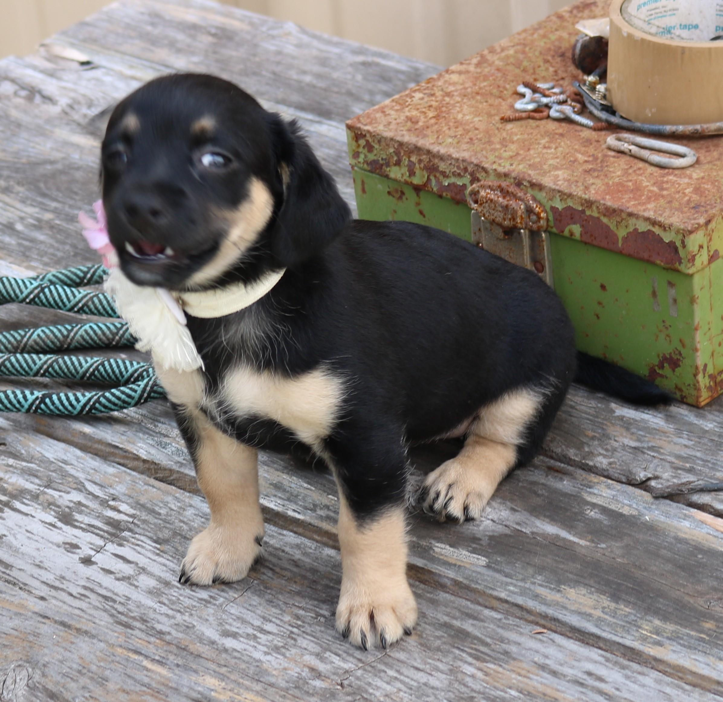 Enlarge Paco, an adopted mixed breed in Bandera, TX image 3/4