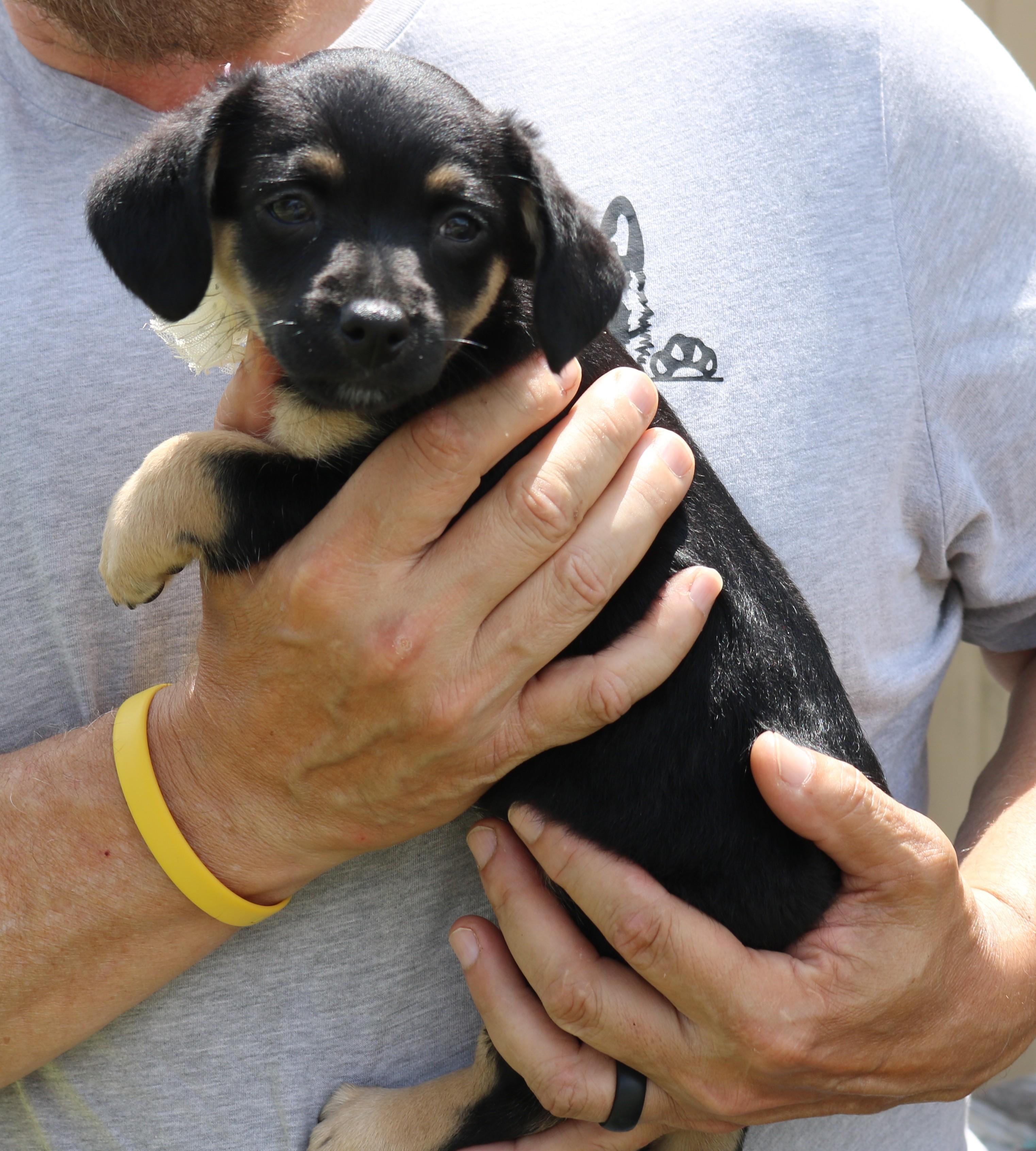 Paco, adopted, Puppy Female Chihuahua & Dachshund.