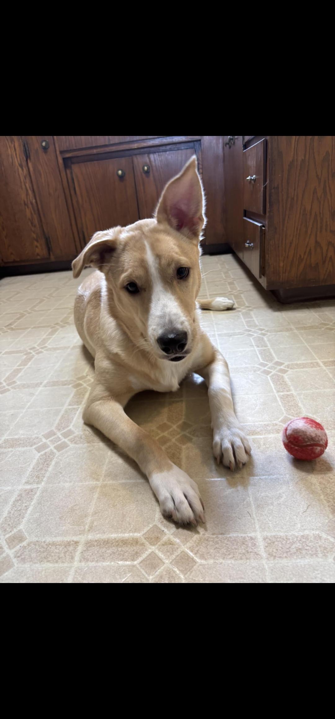 Lucy, Young Female Yellow Labrador Retriever