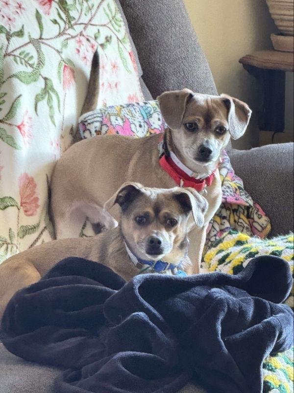 Chichi Junior and Puppy Chulo, a Adoptable mixed breed in San Francisco, CA image 1/3