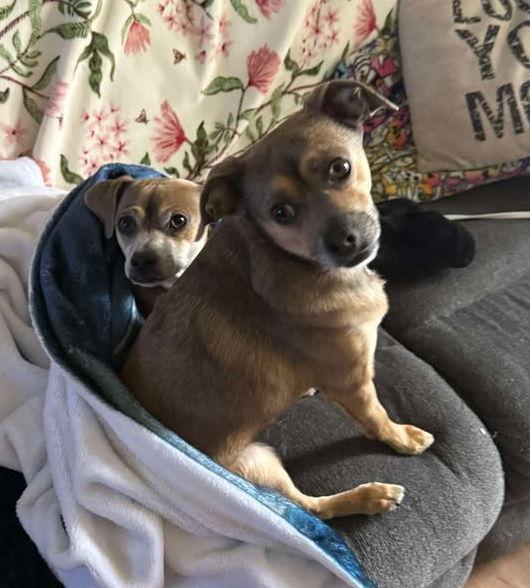 Chichi Junior and Puppy Chulo, a Adoptable mixed breed in San Francisco, CA image 2/3