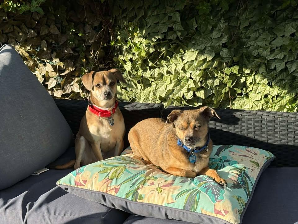 Chichi Junior and Puppy Chulo, a Adoptable mixed breed in San Francisco, CA image 3/3