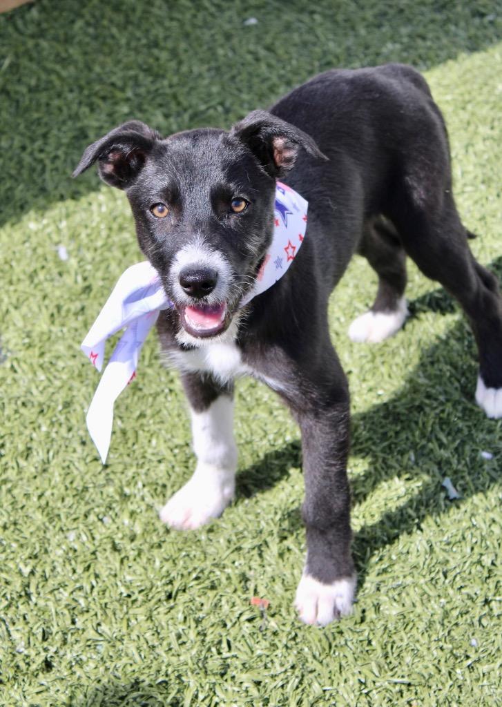 Mcmurdough Pup 2, Adoptable, Puppy Female Mixed Breed.