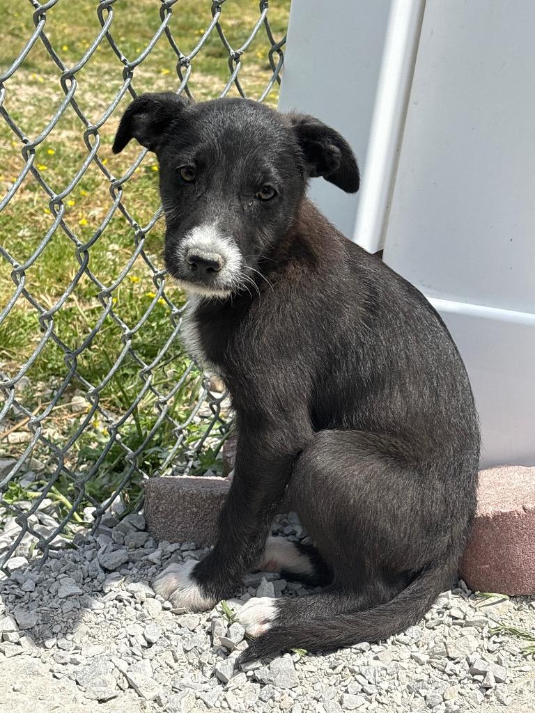 Enlarge Mcmurdough Pup 2, a Adoptable mixed breed in Morgantown, KY image 2/2