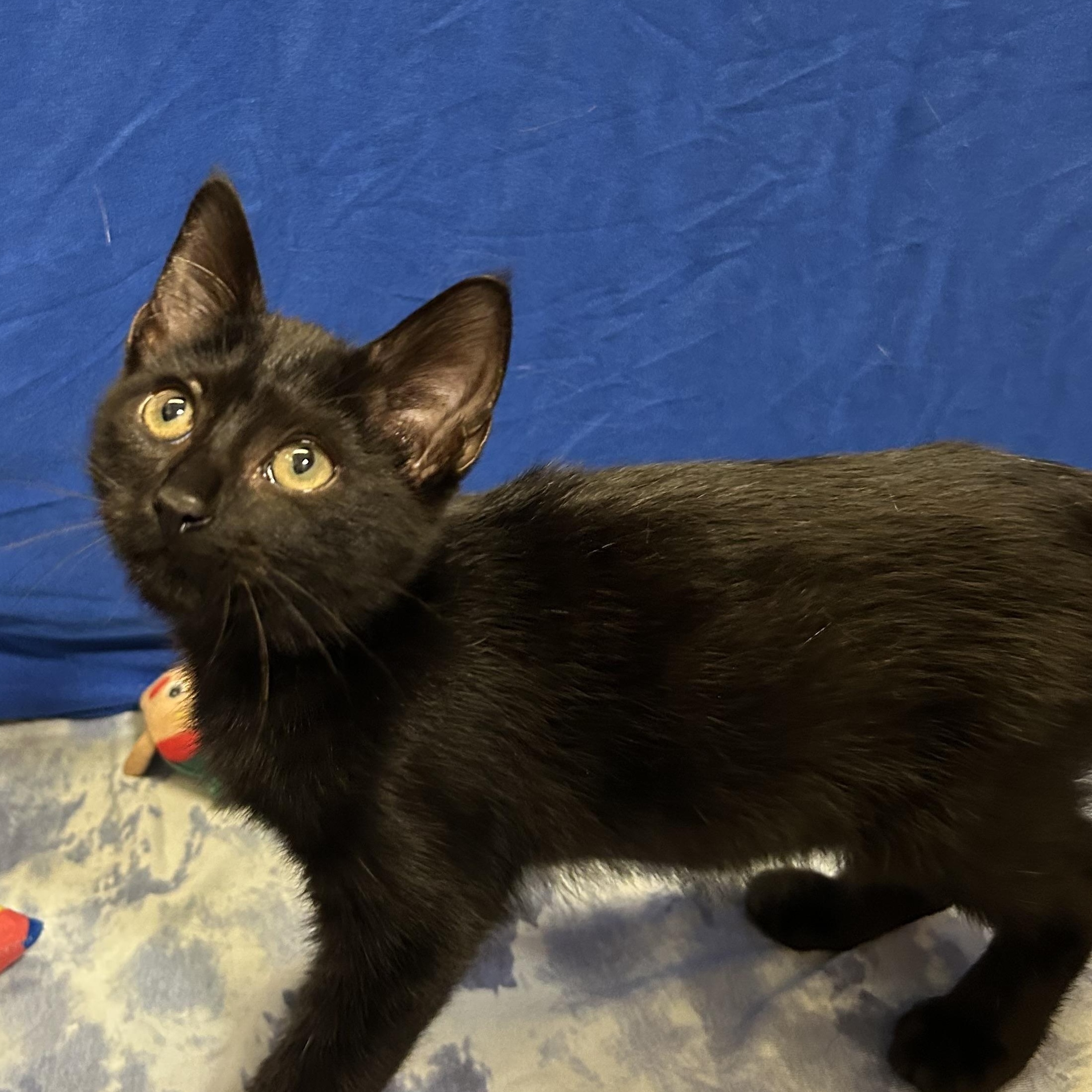 Sushi, Adoptable, Kitten Male Domestic Short Hair.