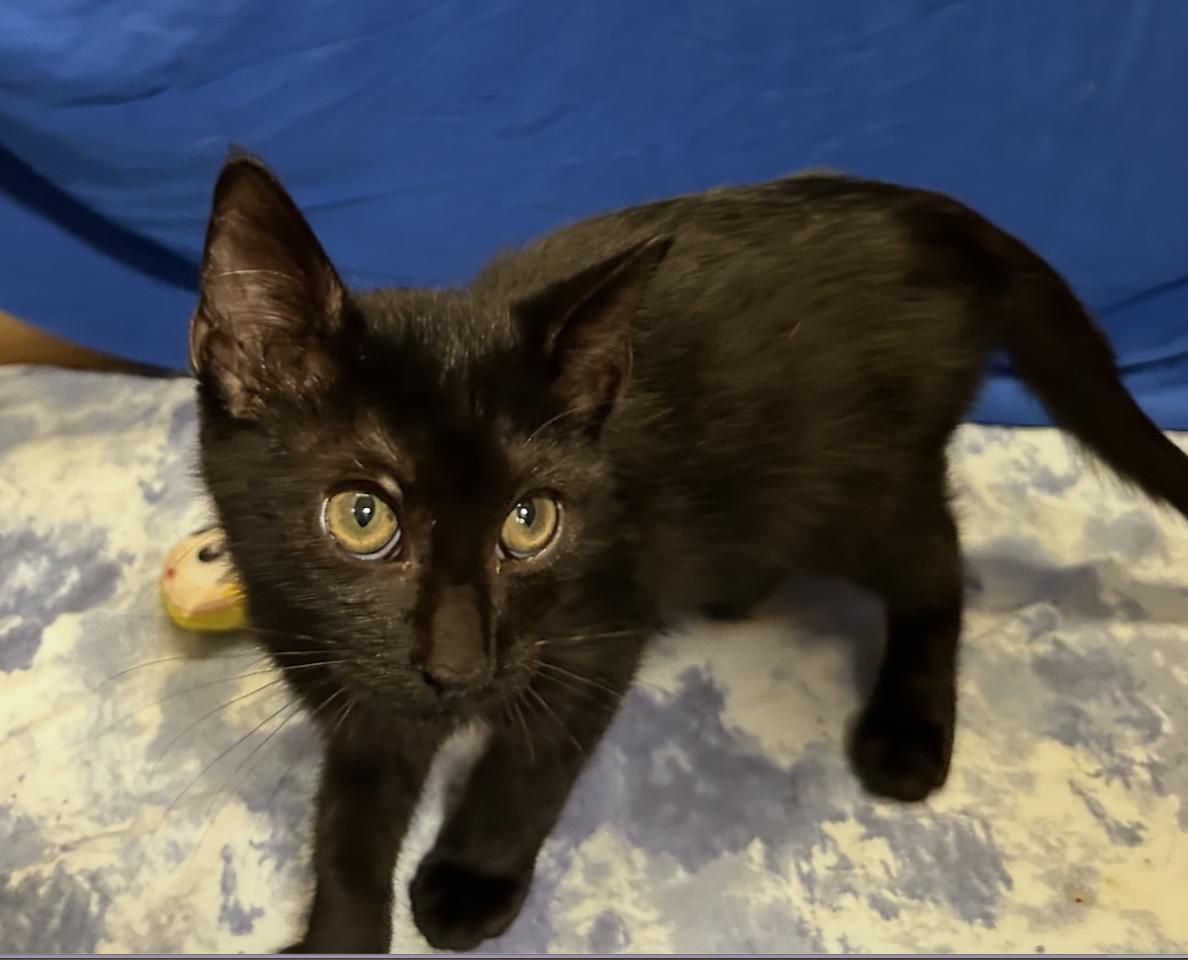 Enlarge Sushi, a Adoptable Domestic Short Hair in Houston, TX image 3/3