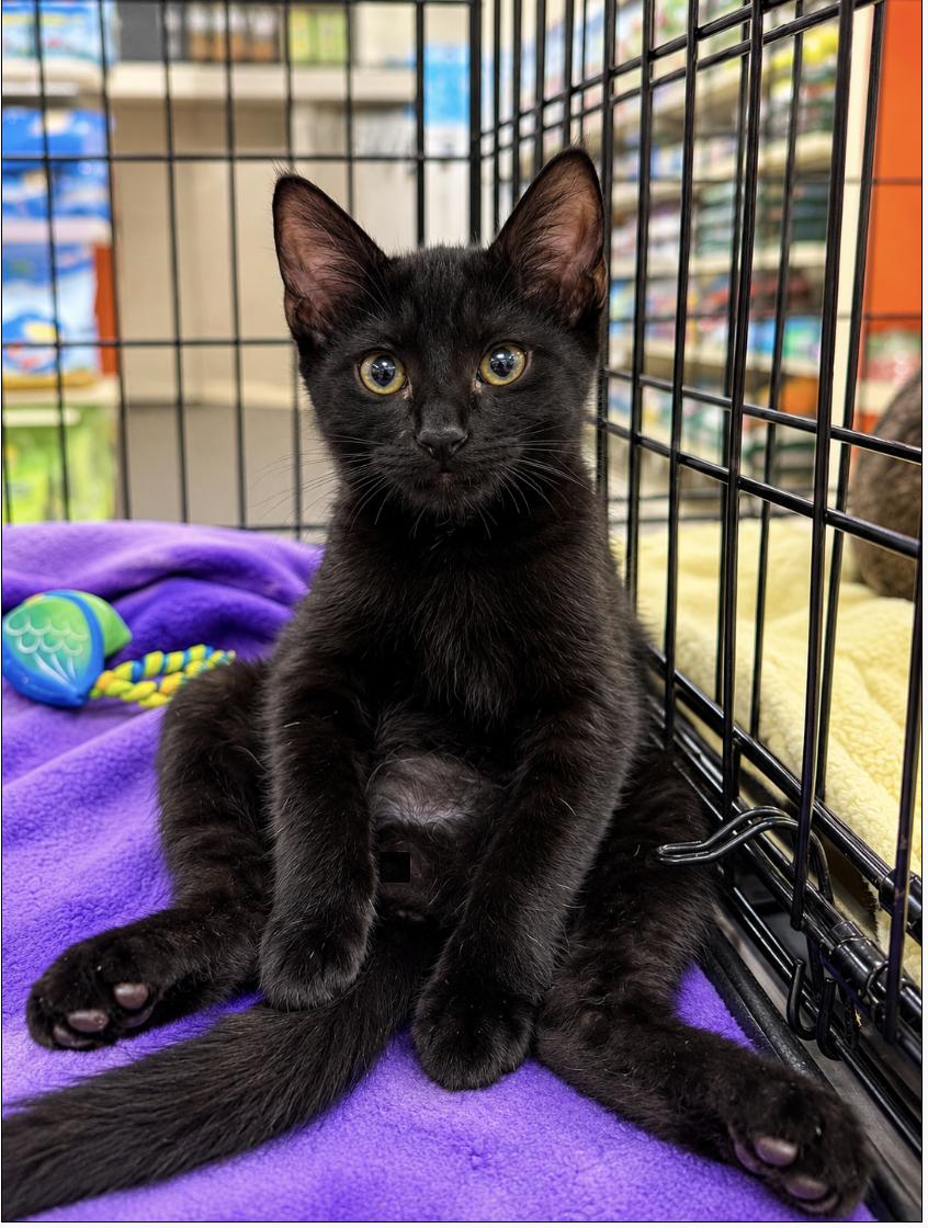 Enlarge Sushi, a Adoptable Domestic Short Hair in Houston, TX image 2/3