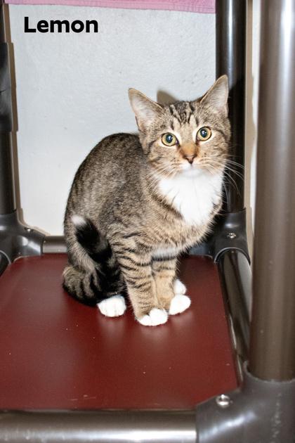 Lemon, Adoptable, Kitten Female Domestic Short Hair & Domestic Short Hair.