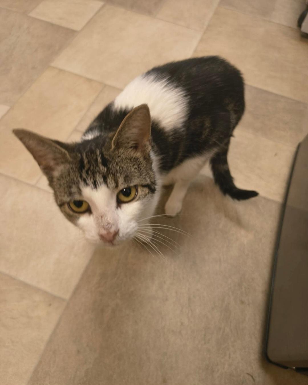 Enlarge Lorraine, a Adopted Domestic Short Hair in Bristol, QC image 2/3