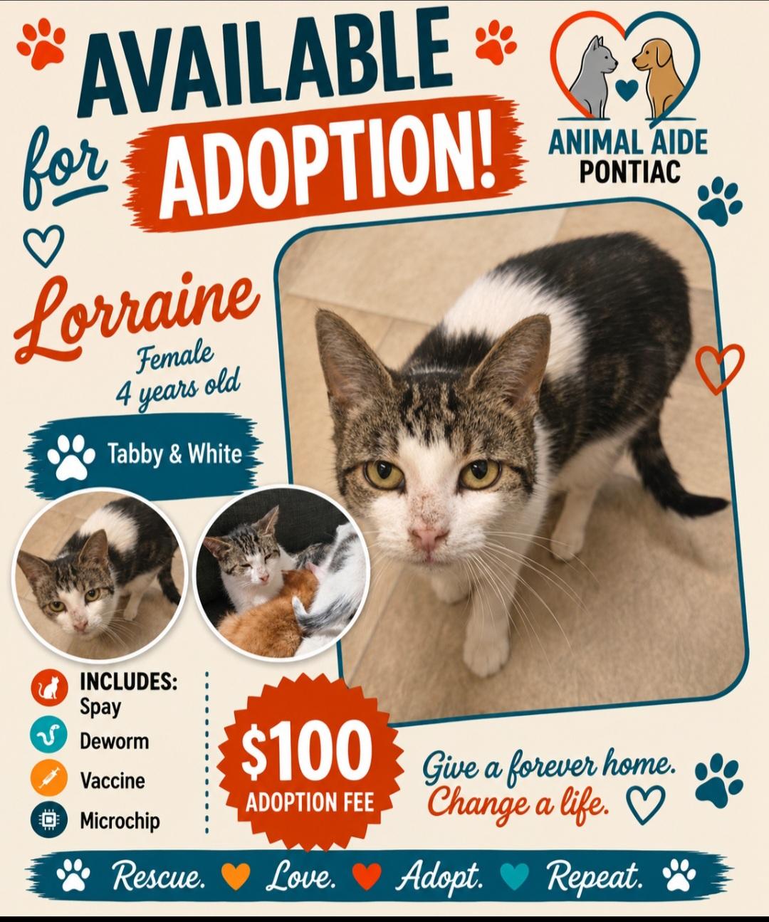 Enlarge Lorraine, a Adopted Domestic Short Hair in Bristol, QC image 1/3