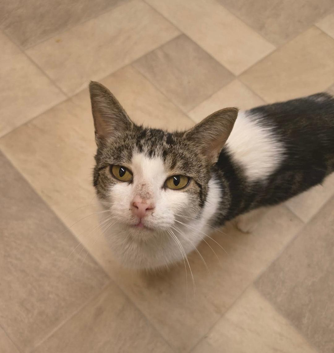 Enlarge Lorraine, a Adopted Domestic Short Hair in Bristol, QC image 3/3