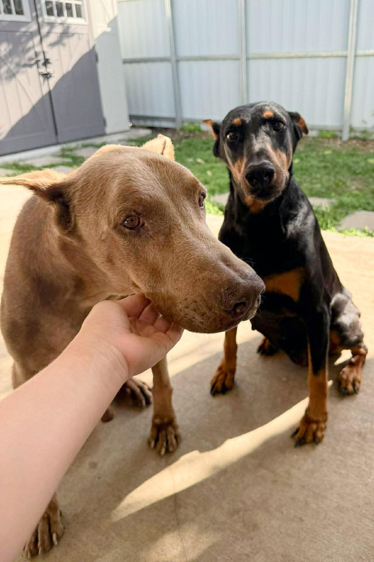 Max 3544, Adoptable, Senior Male Doberman Pinscher.