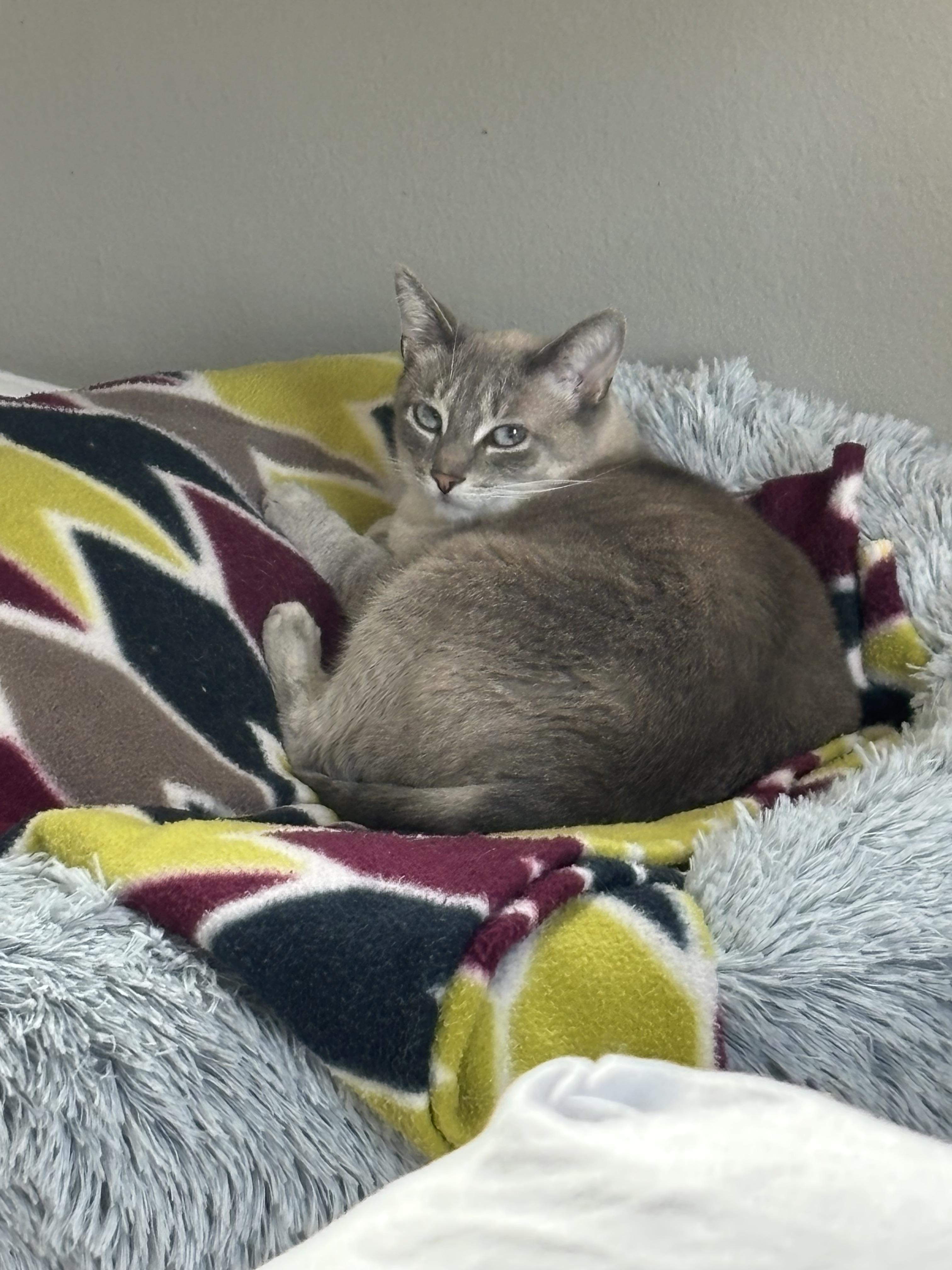 Eira, a Adoptable mixed breed in Adrian, MI image 1/6