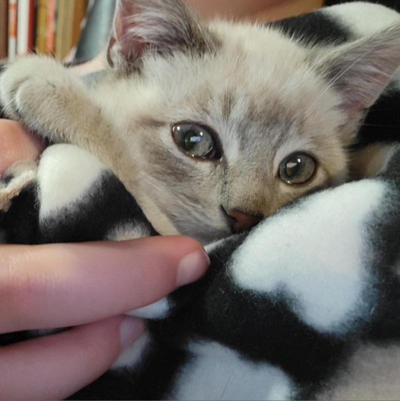 Eira, a Adoptable mixed breed in Adrian, MI image 2/6