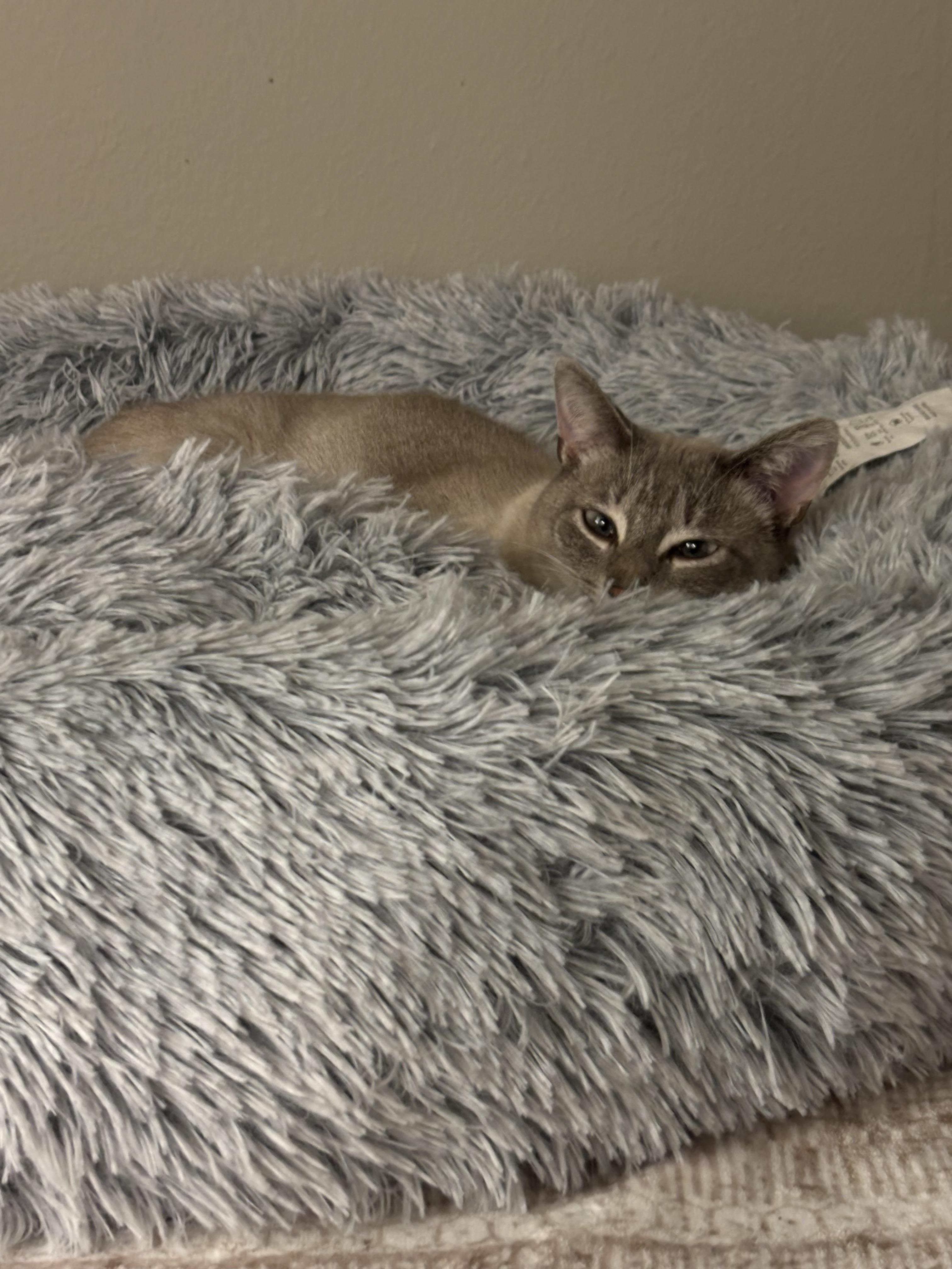 Eira, a Adoptable mixed breed in Adrian, MI image 4/6