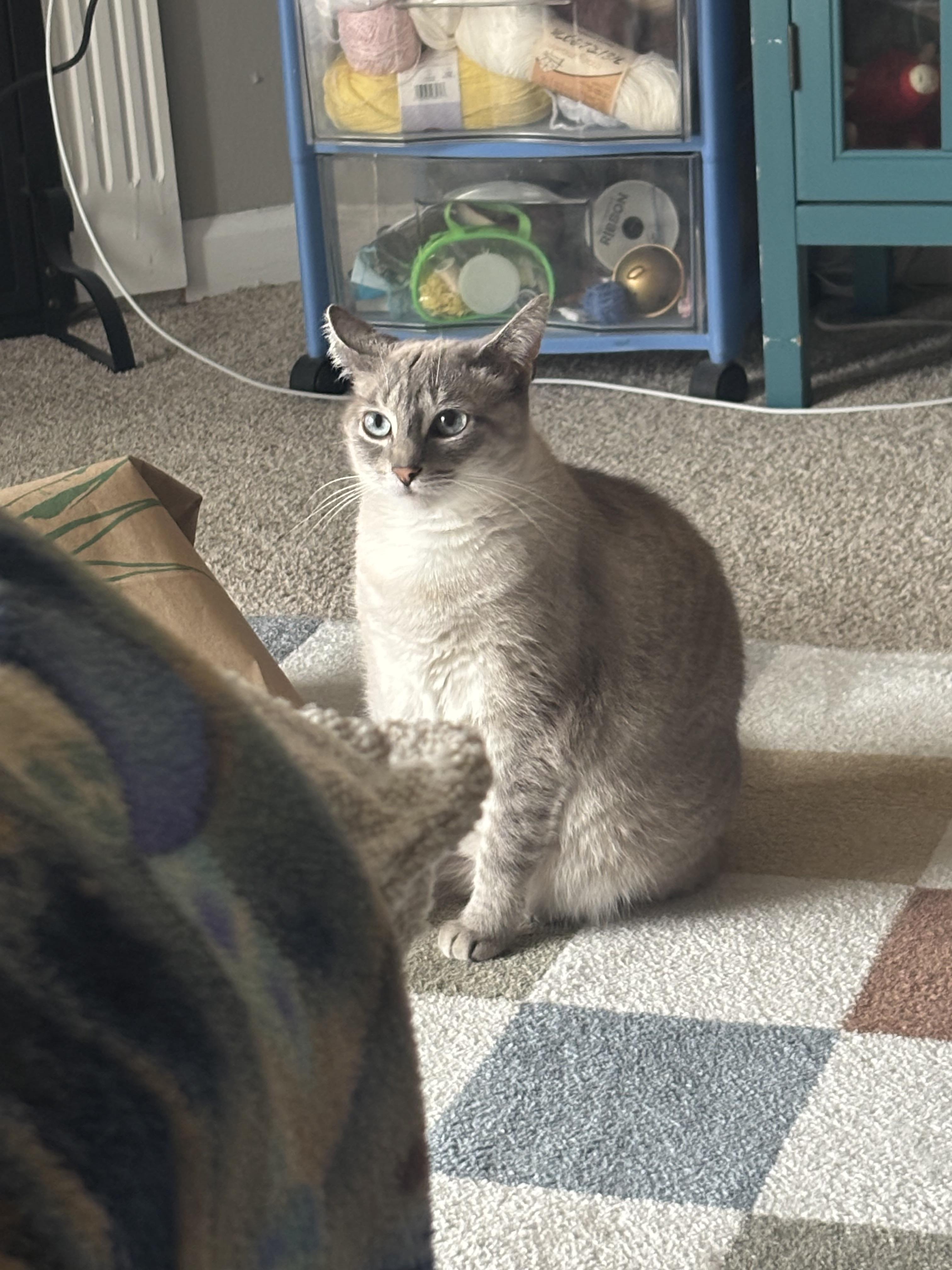 Eira, a Adoptable mixed breed in Adrian, MI image 5/6