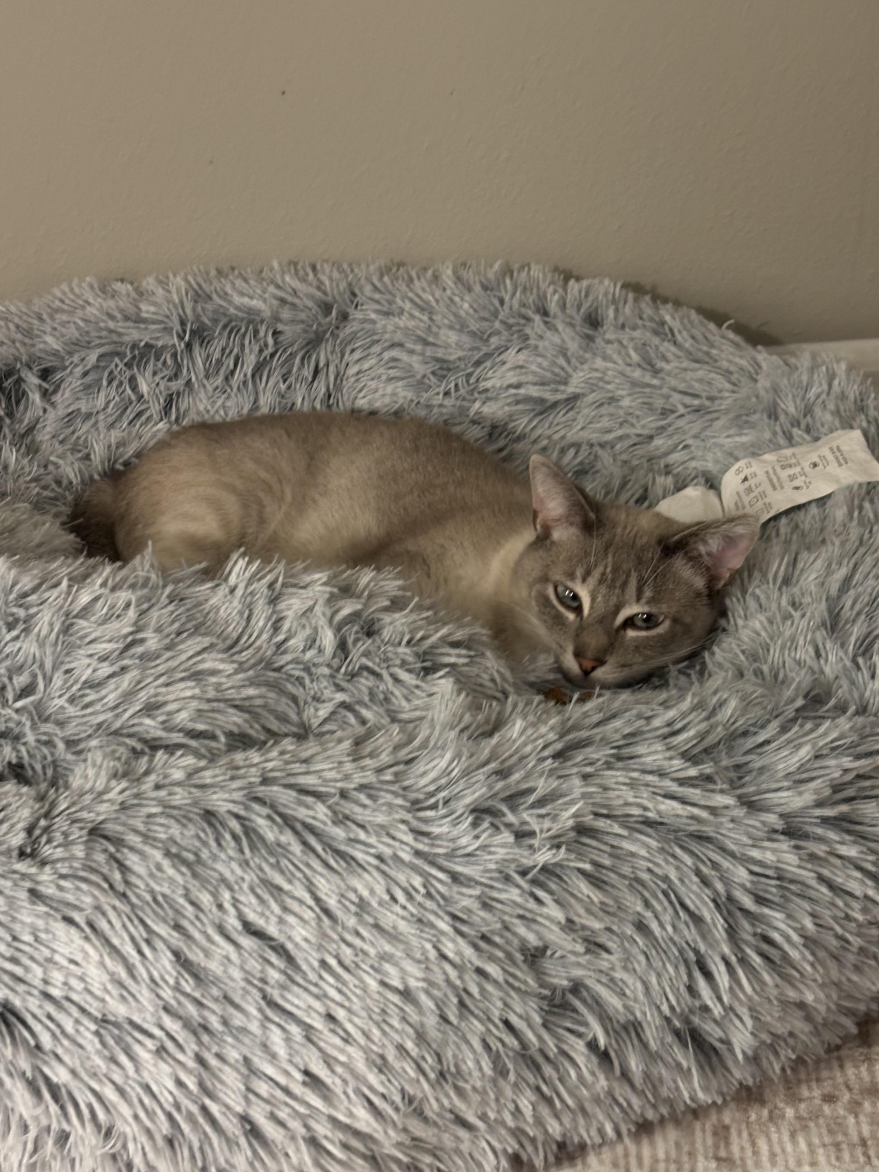 Eira, a Adoptable mixed breed in Adrian, MI image 6/6