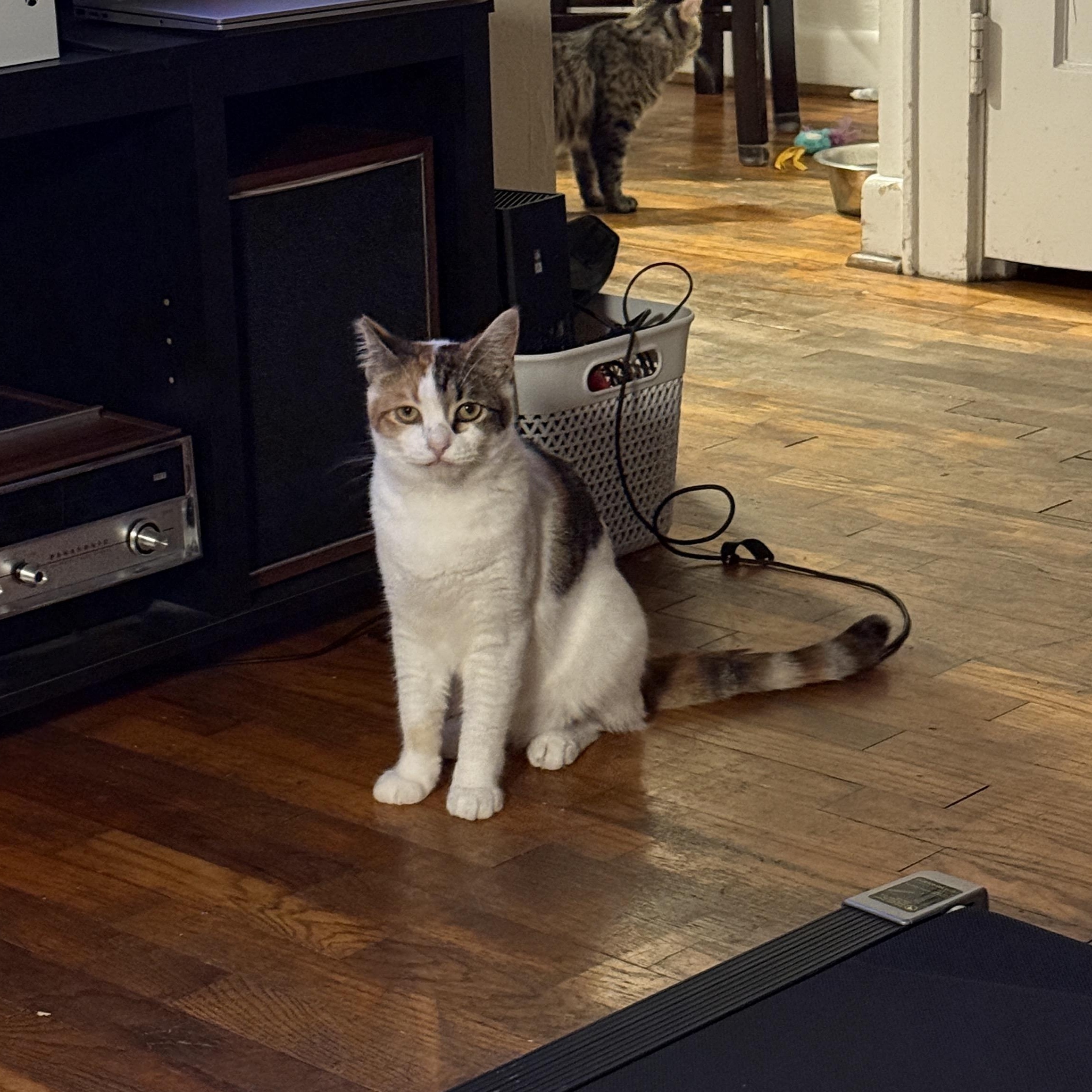 Ruby, a Adoptable Domestic Short Hair in Springfield, OR image 2/6