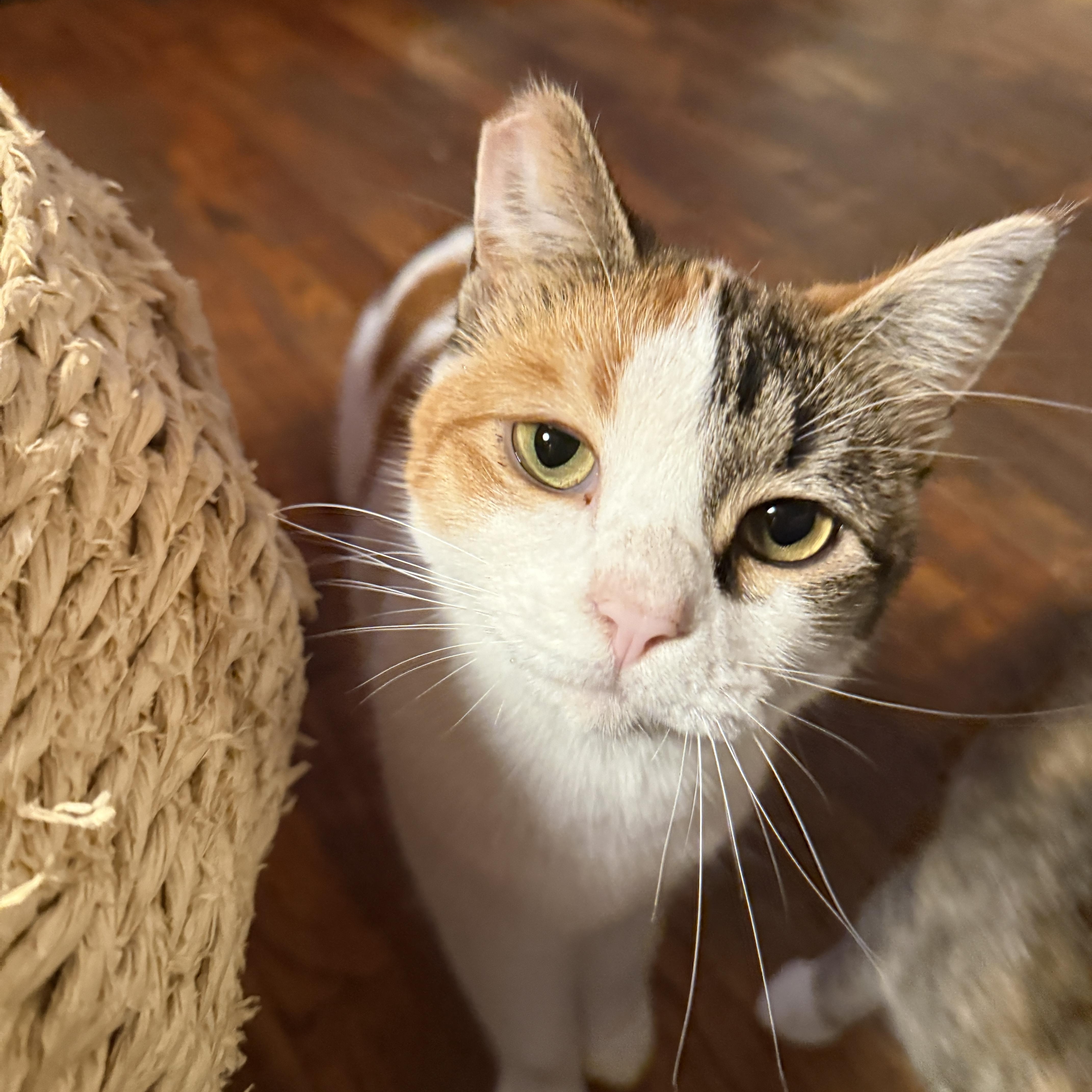 Ruby, a Adoptable Domestic Short Hair in Springfield, OR image 3/6