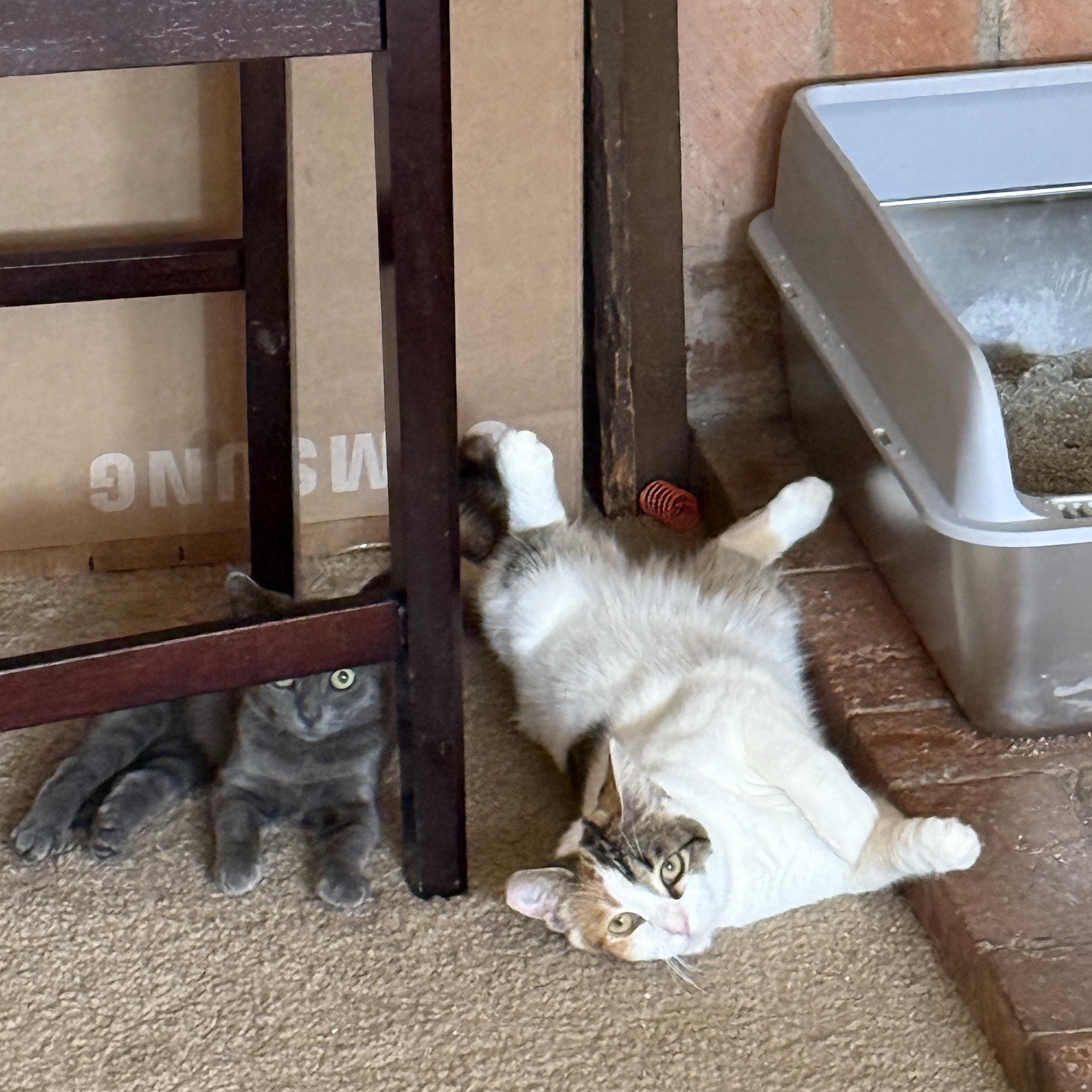 Ruby, a Adoptable Domestic Short Hair in Springfield, OR image 4/6