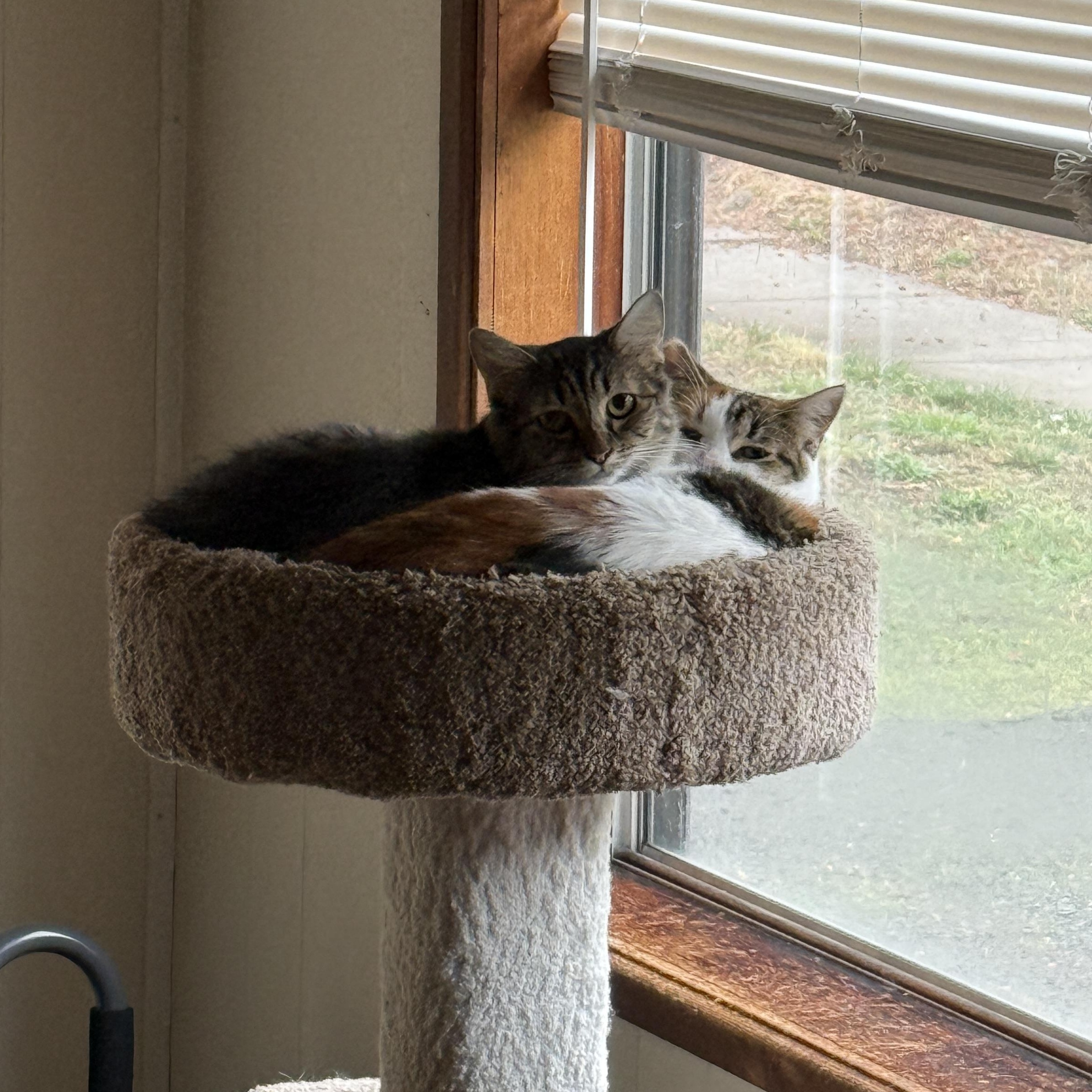 Ruby, a Adoptable Domestic Short Hair in Springfield, OR image 5/6
