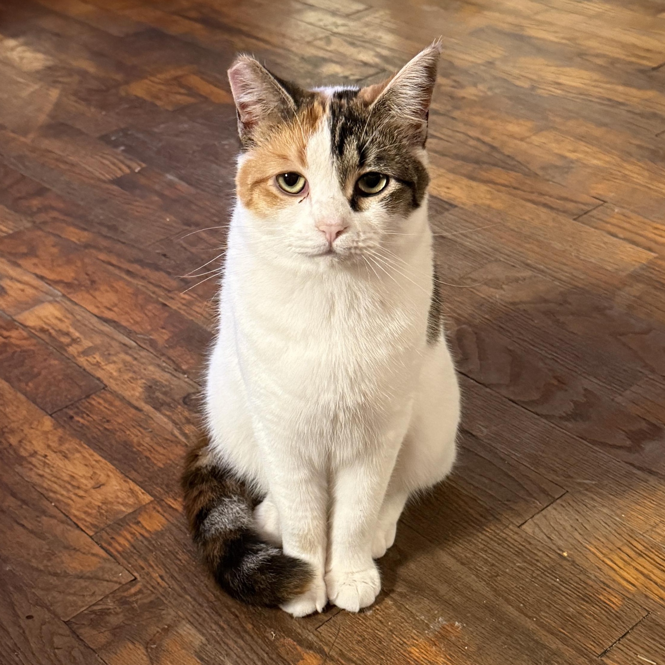 Ruby, a Adoptable Domestic Short Hair in Springfield, OR image 1/6