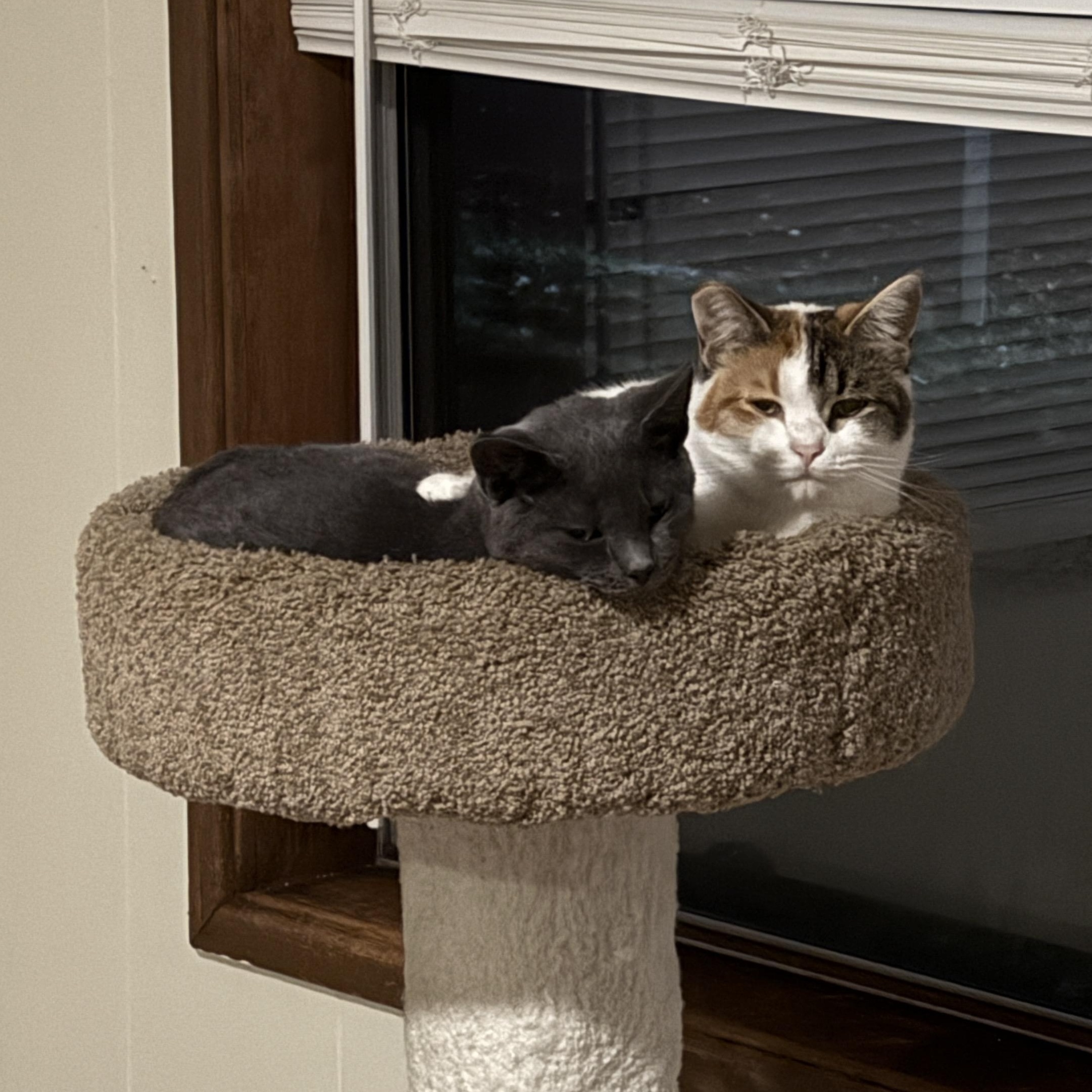 Ruby, a Adoptable Domestic Short Hair in Springfield, OR image 6/6