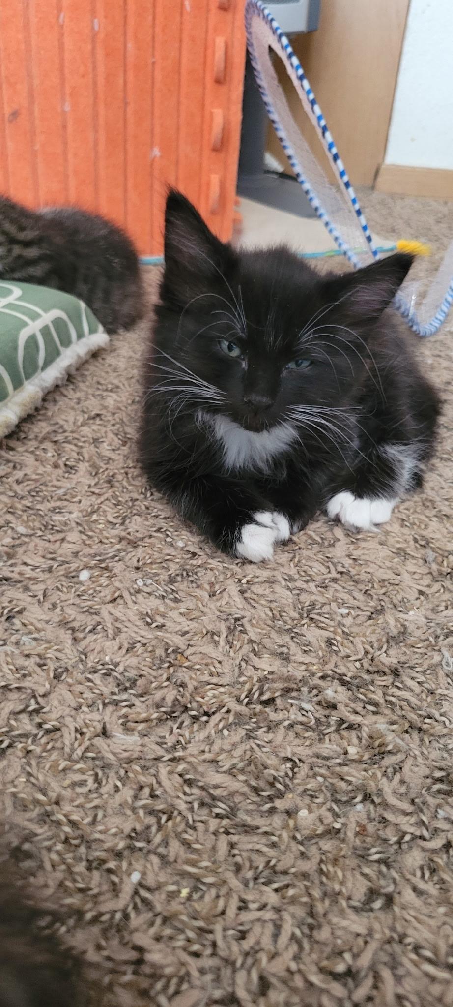 King Stephan, an adoptable Domestic Short Hair in Pasco, WA, 99301 | Photo Image 2