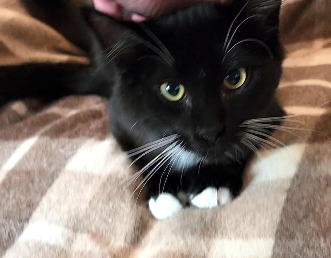 King Stephan, an adoptable Domestic Short Hair in Pasco, WA, 99301 | Photo Image 5