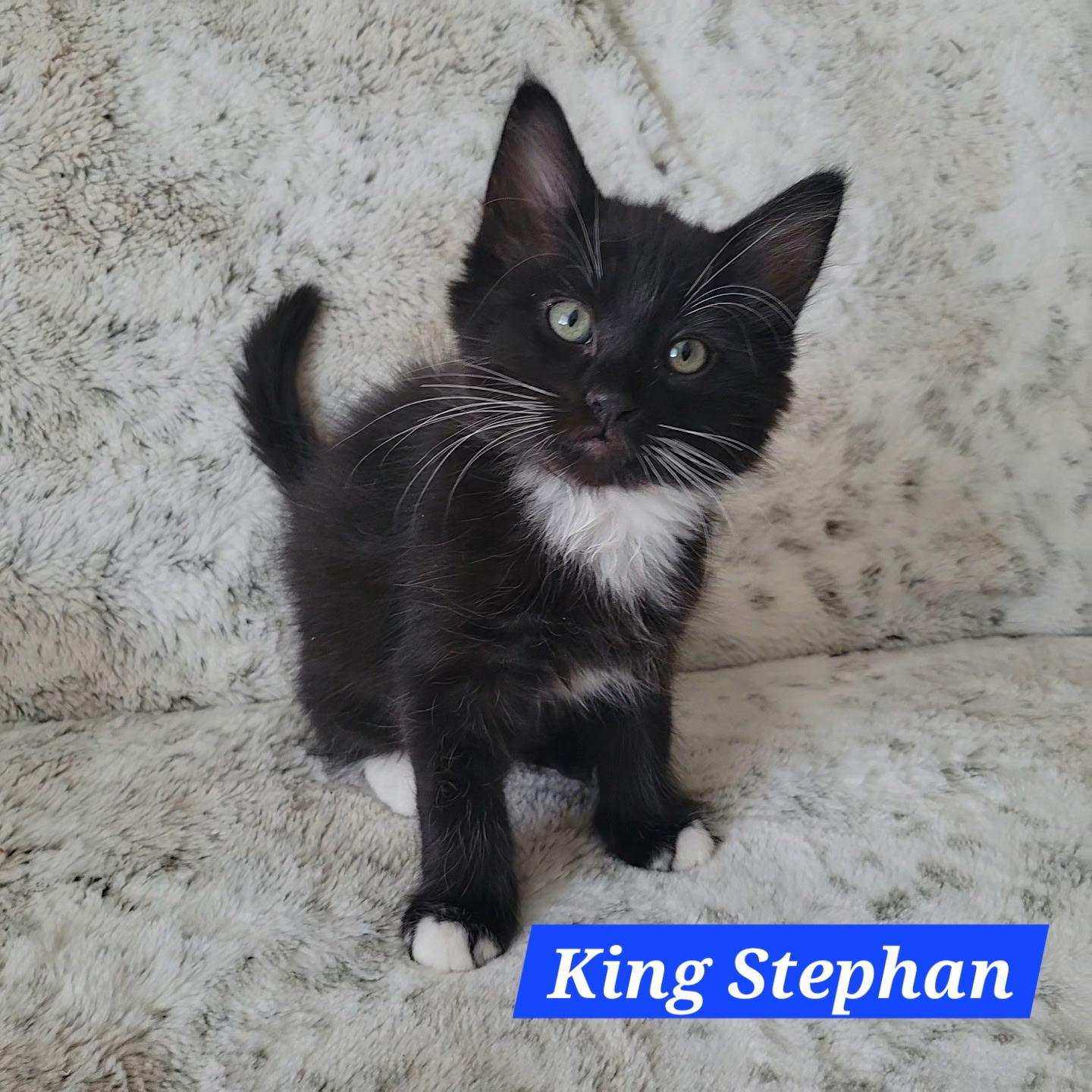 King Stephan, Baby Male Domestic Short Hair