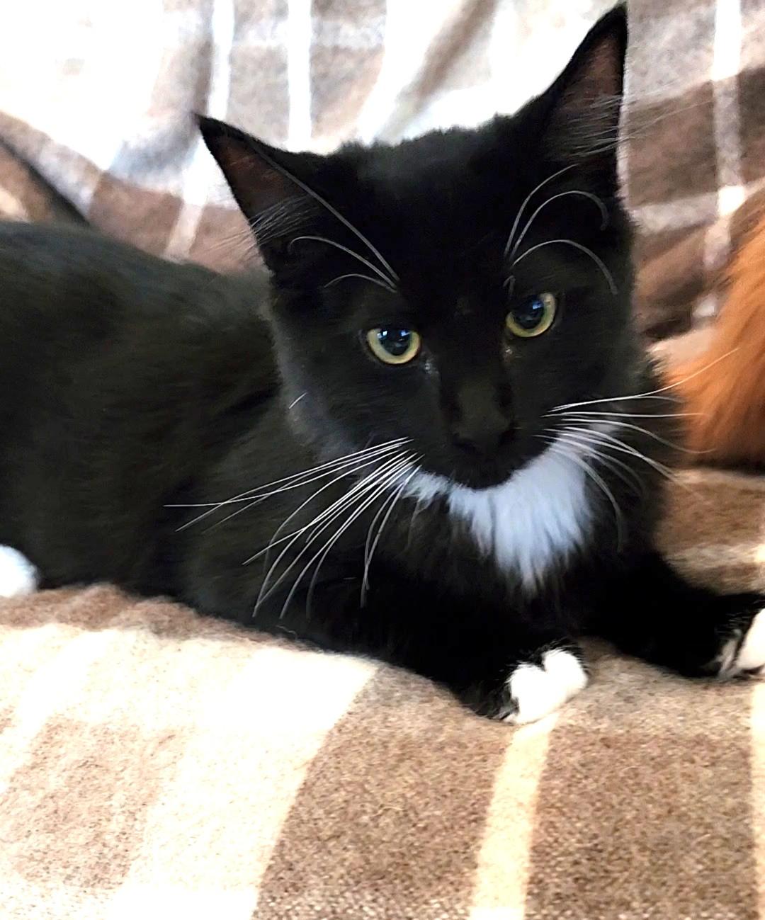 King Stephan, an adoptable Domestic Short Hair in Pasco, WA, 99301 | Photo Image 4
