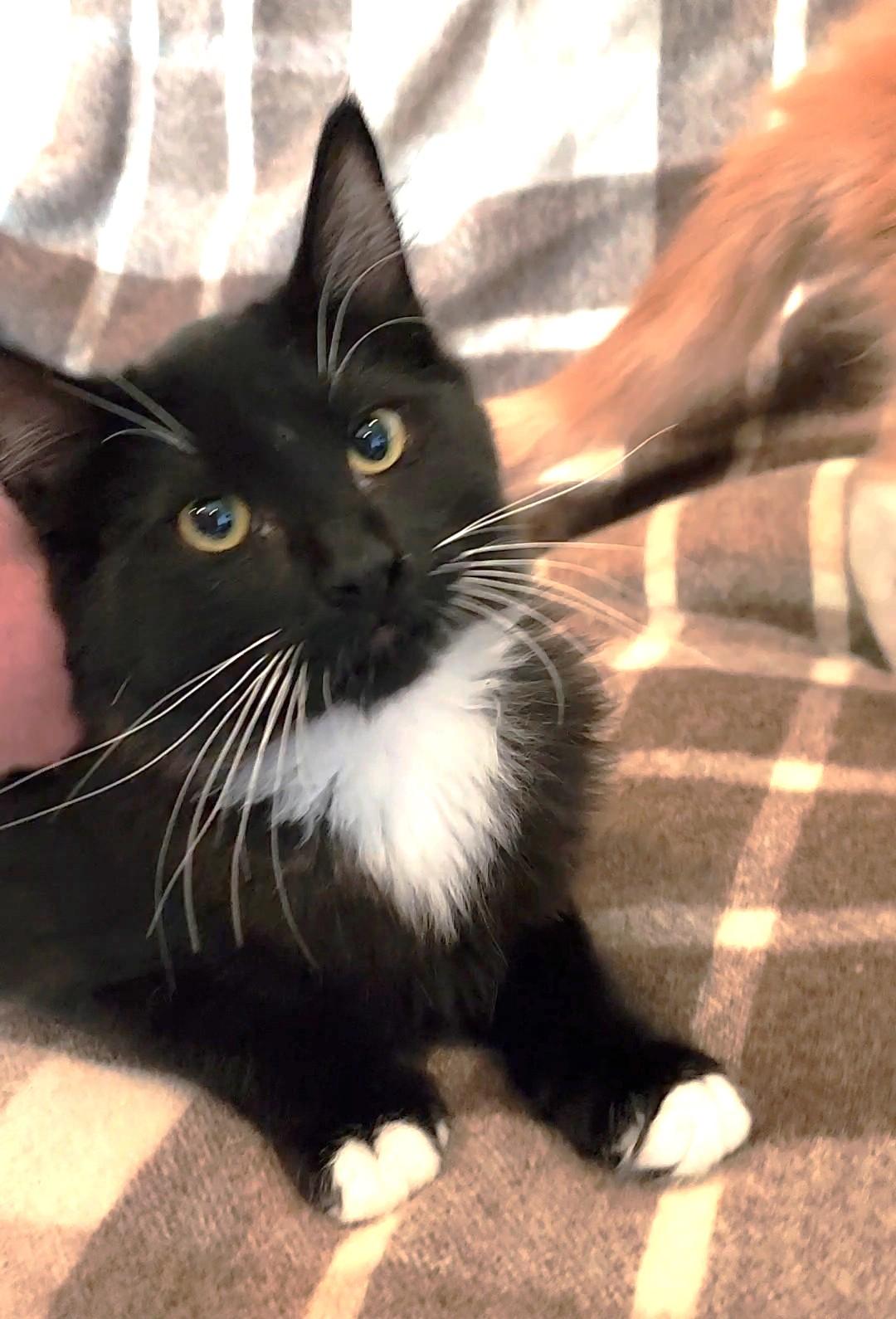 King Stephan, an adoptable Domestic Short Hair in Pasco, WA, 99301 | Photo Image 1