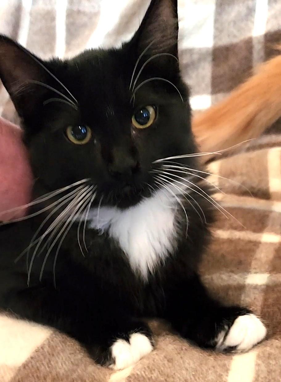 King Stephan, an adoptable Domestic Short Hair in Pasco, WA, 99301 | Photo Image 3