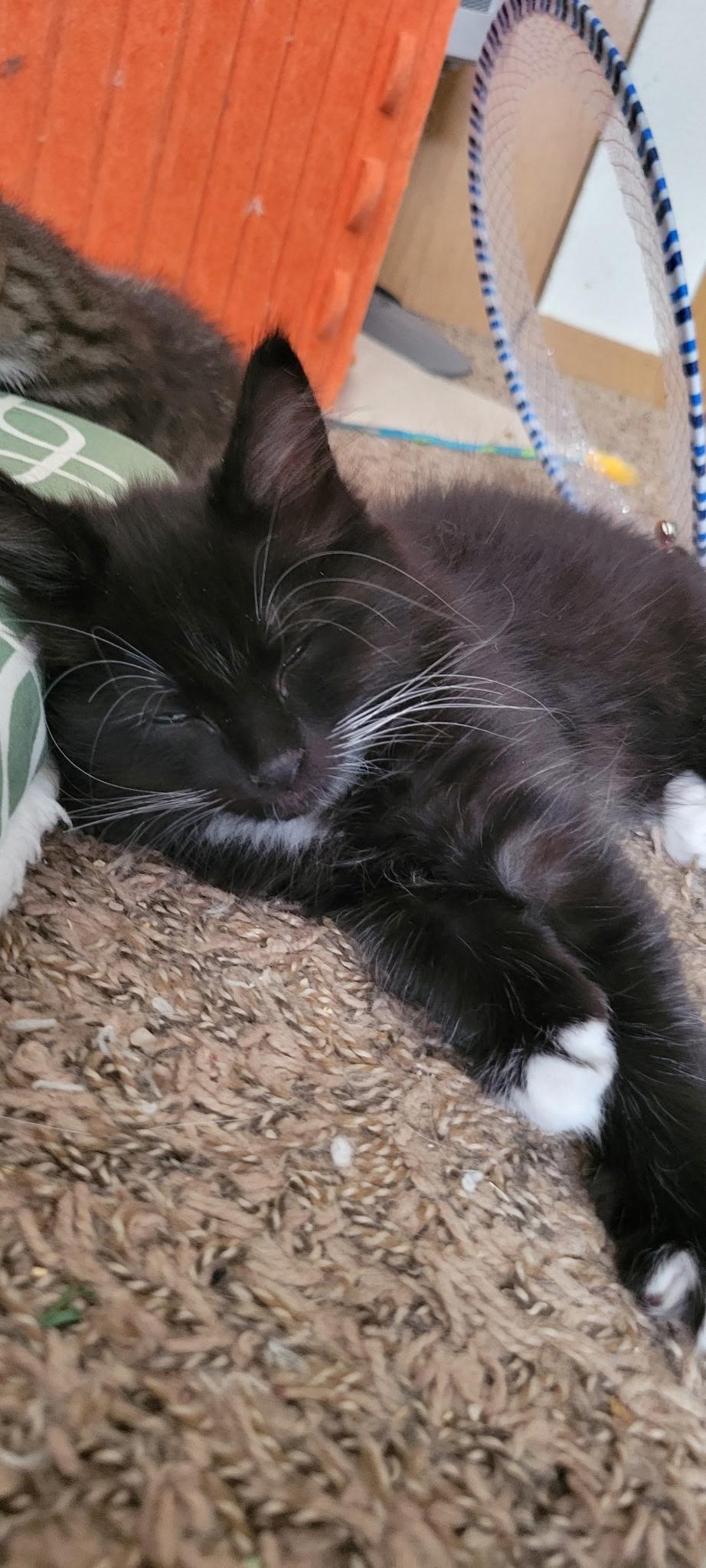 King Stephan, an adoptable Domestic Short Hair in Pasco, WA, 99301 | Photo Image 3