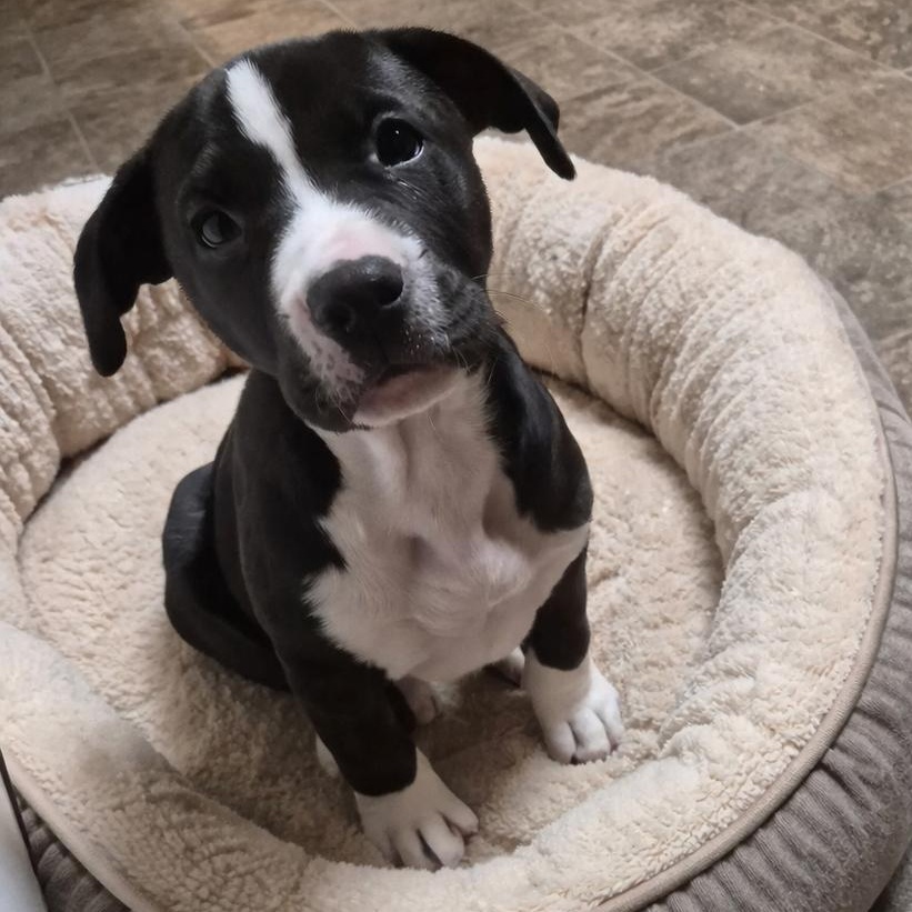 DIL, a Adoptable mixed breed in Cranston, RI image 2/2