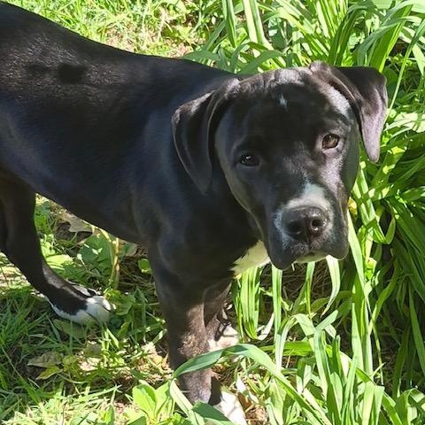 Enlarge DIL, an adopted mixed breed in Cranston, RI image 1/3