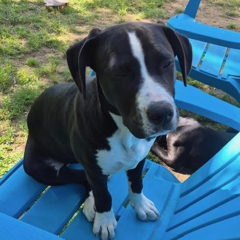 Enlarge DIL, an adopted mixed breed in Cranston, RI image 2/3