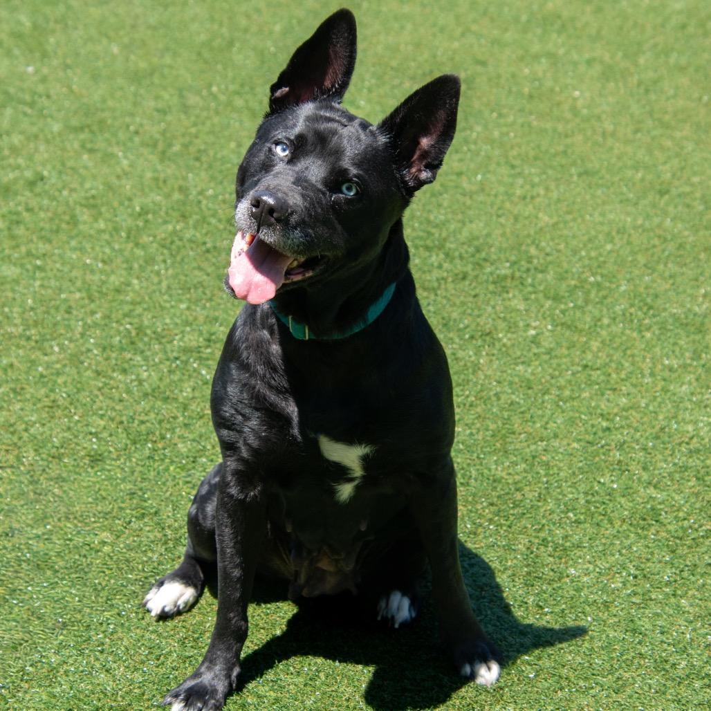 Missy (CrunchyRoll), Adoptable, Senior Female Husky & Shar-Pei.