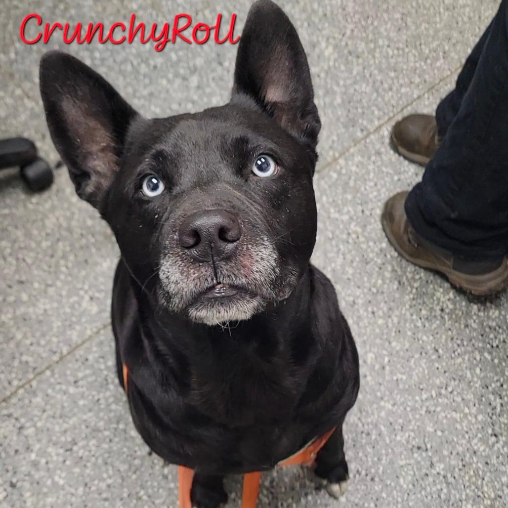 Enlarge Missy (CrunchyRoll), a Adoptable mixed breed in Parkersburg, WV image 2/4