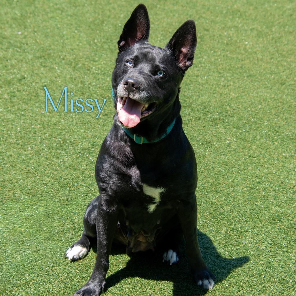 Enlarge Missy (CrunchyRoll), a Adoptable mixed breed in Parkersburg, WV image 3/4