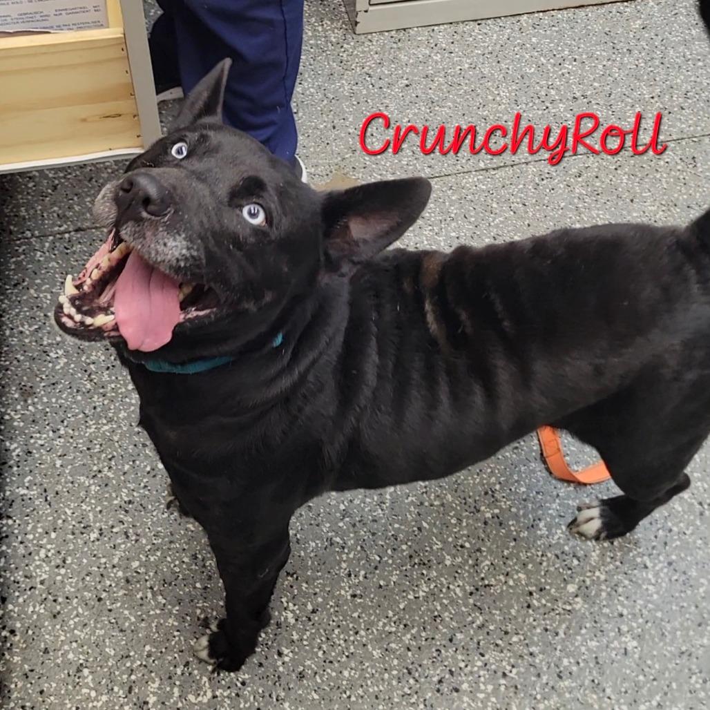 Enlarge Missy (CrunchyRoll), a Adoptable mixed breed in Parkersburg, WV image 4/4