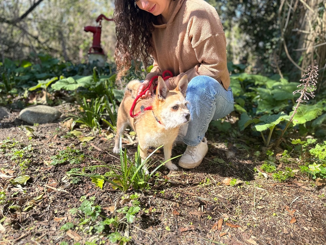 Eugene, a Adoptable mixed breed in Snoqualmie, WA image 1/6