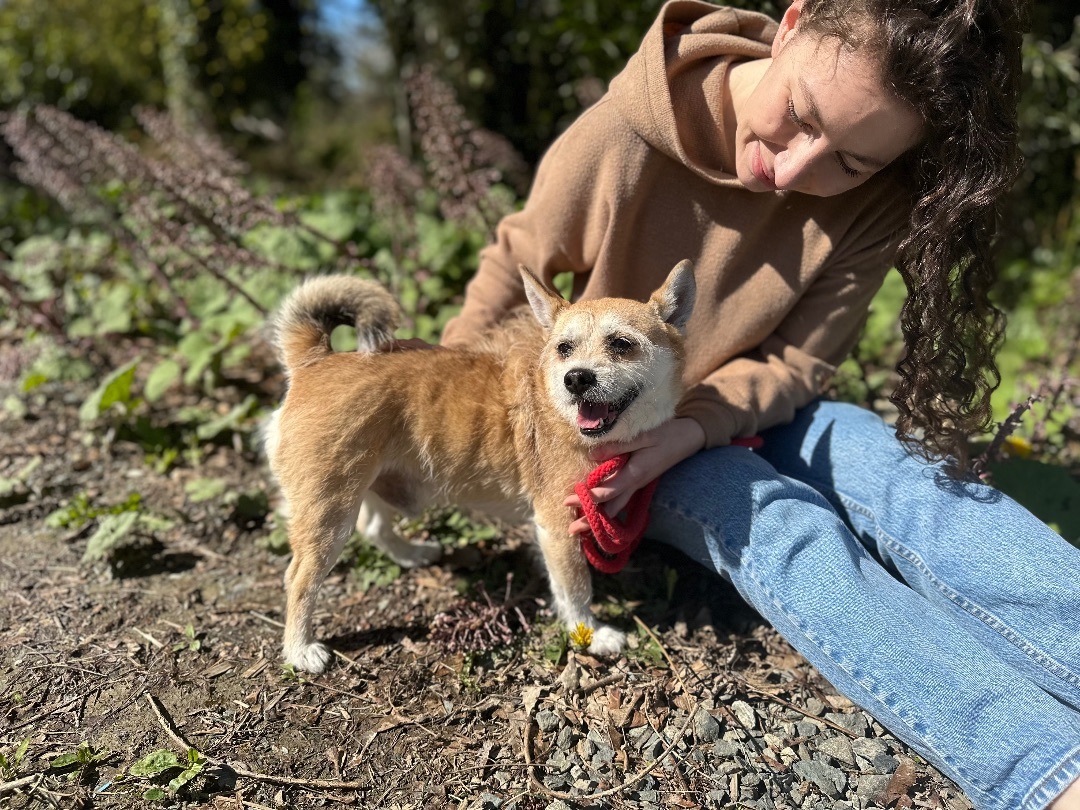 Eugene, a Adoptable mixed breed in Snoqualmie, WA image 2/6