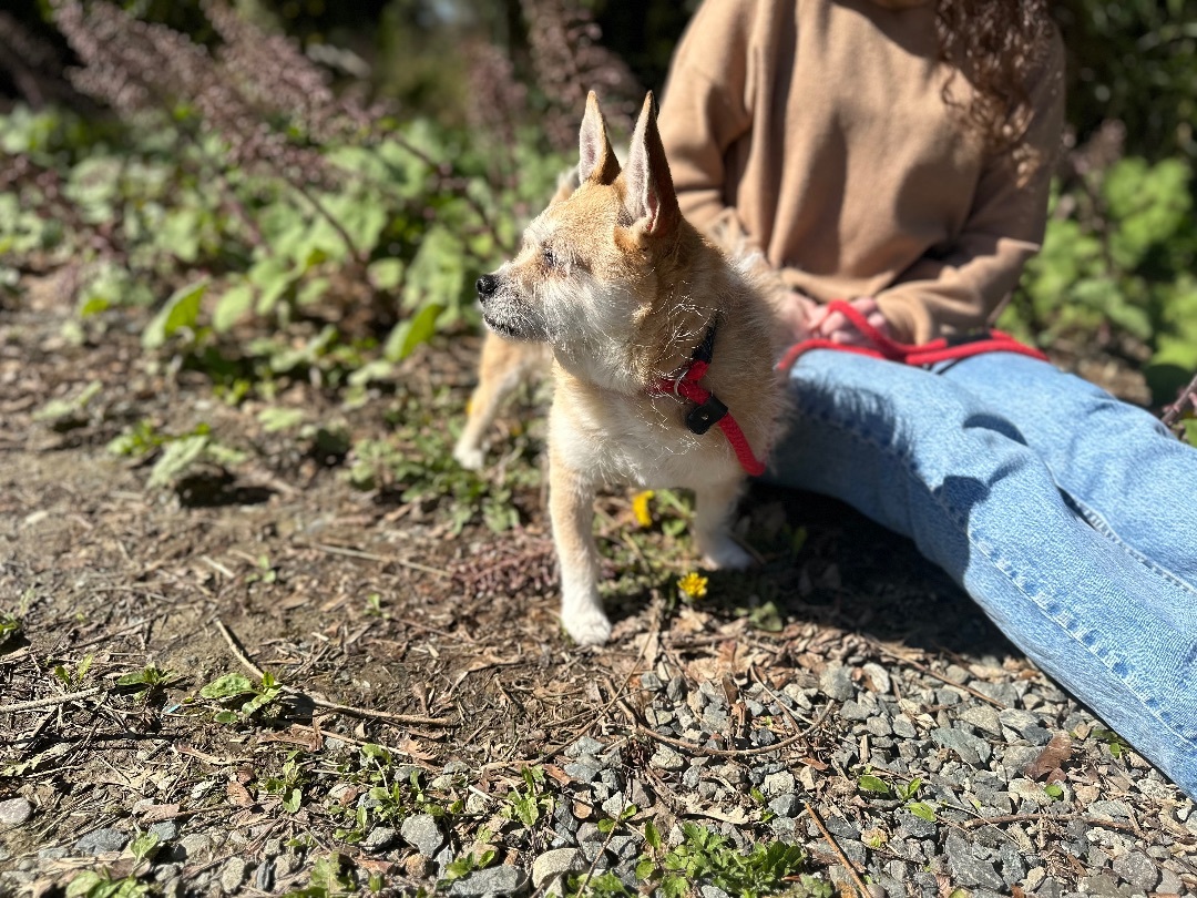 Eugene, a Adoptable mixed breed in Snoqualmie, WA image 4/6